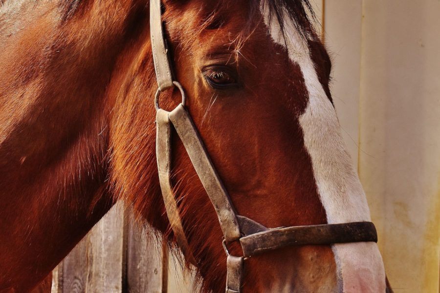 Horseback Riding