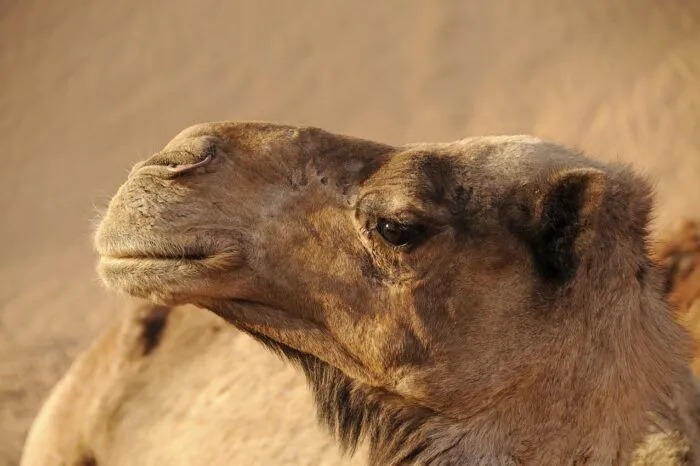 imageye___-_imgi_4_morocco-5271734_1280-700x466